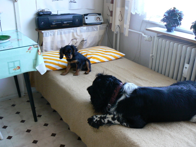 P1060688.jpg