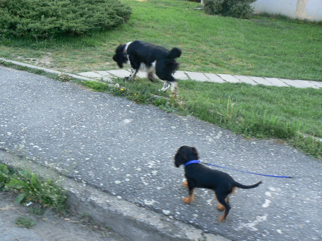 P1060707.jpg