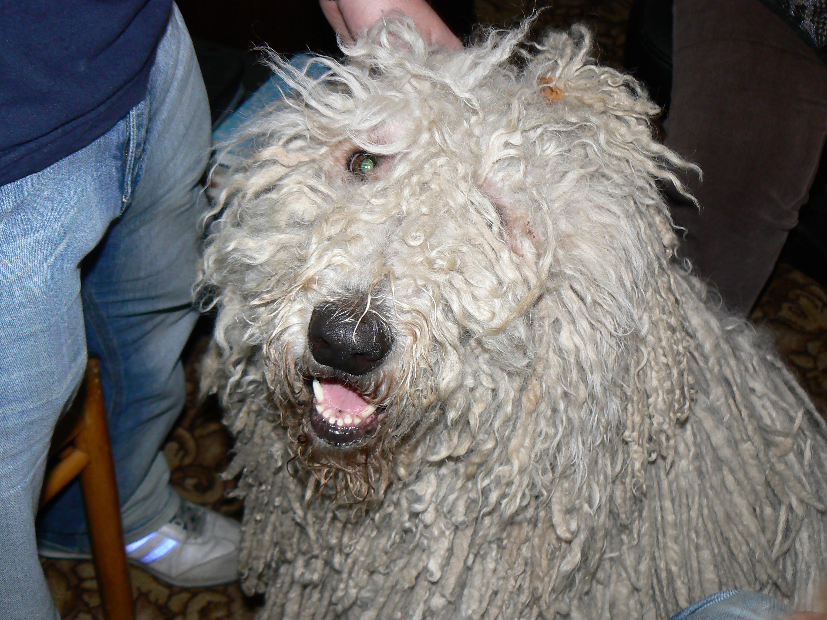 Komondor_Vikinka.jpg