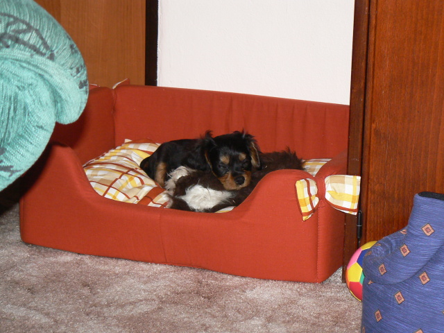 P1050338.jpg