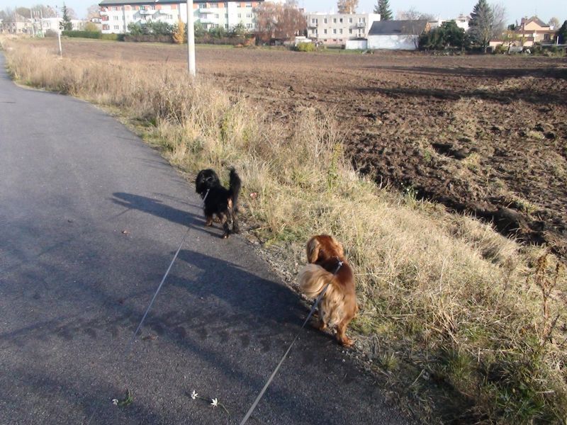 DSC00889a.jpg