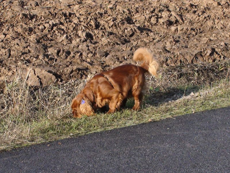 DSC00913a.jpg