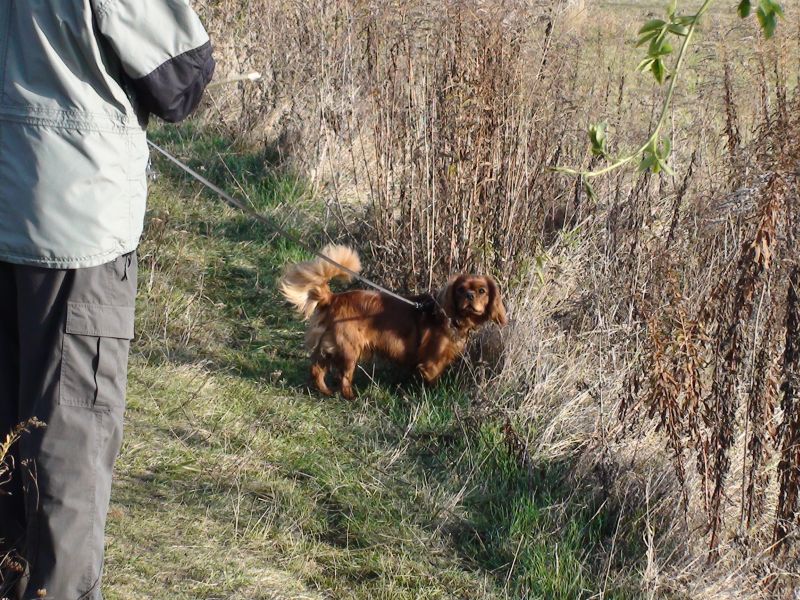 DSC00932a.jpg