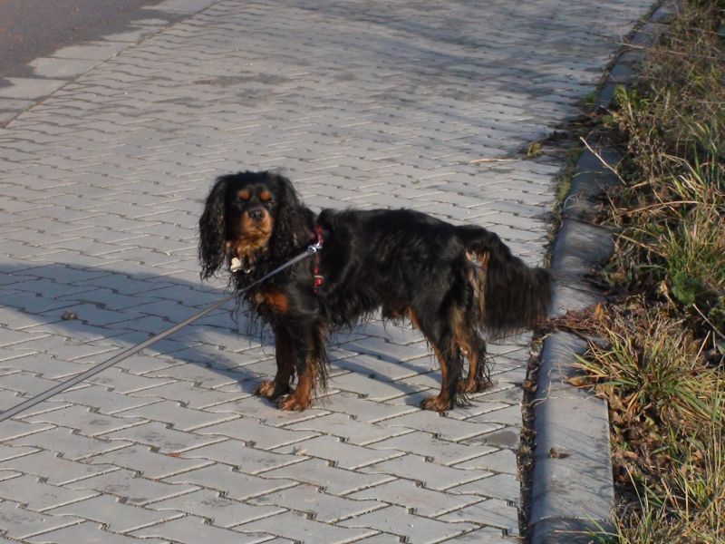 DSC00953a.jpg